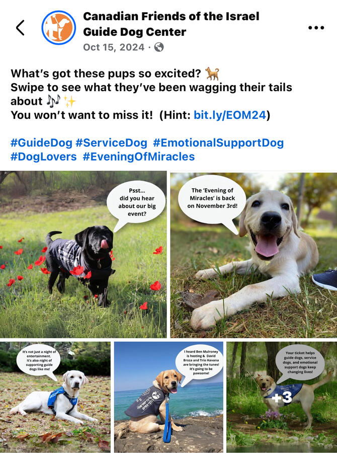 Created a scroll-stopping teaser that paired puppy charm with a clear ticket-buying call to action.